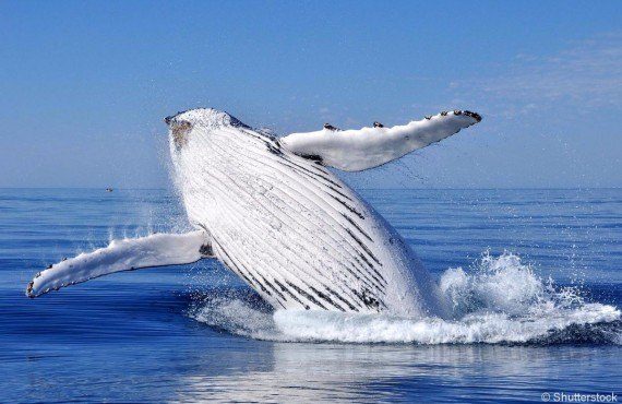 Baleine au Canada
